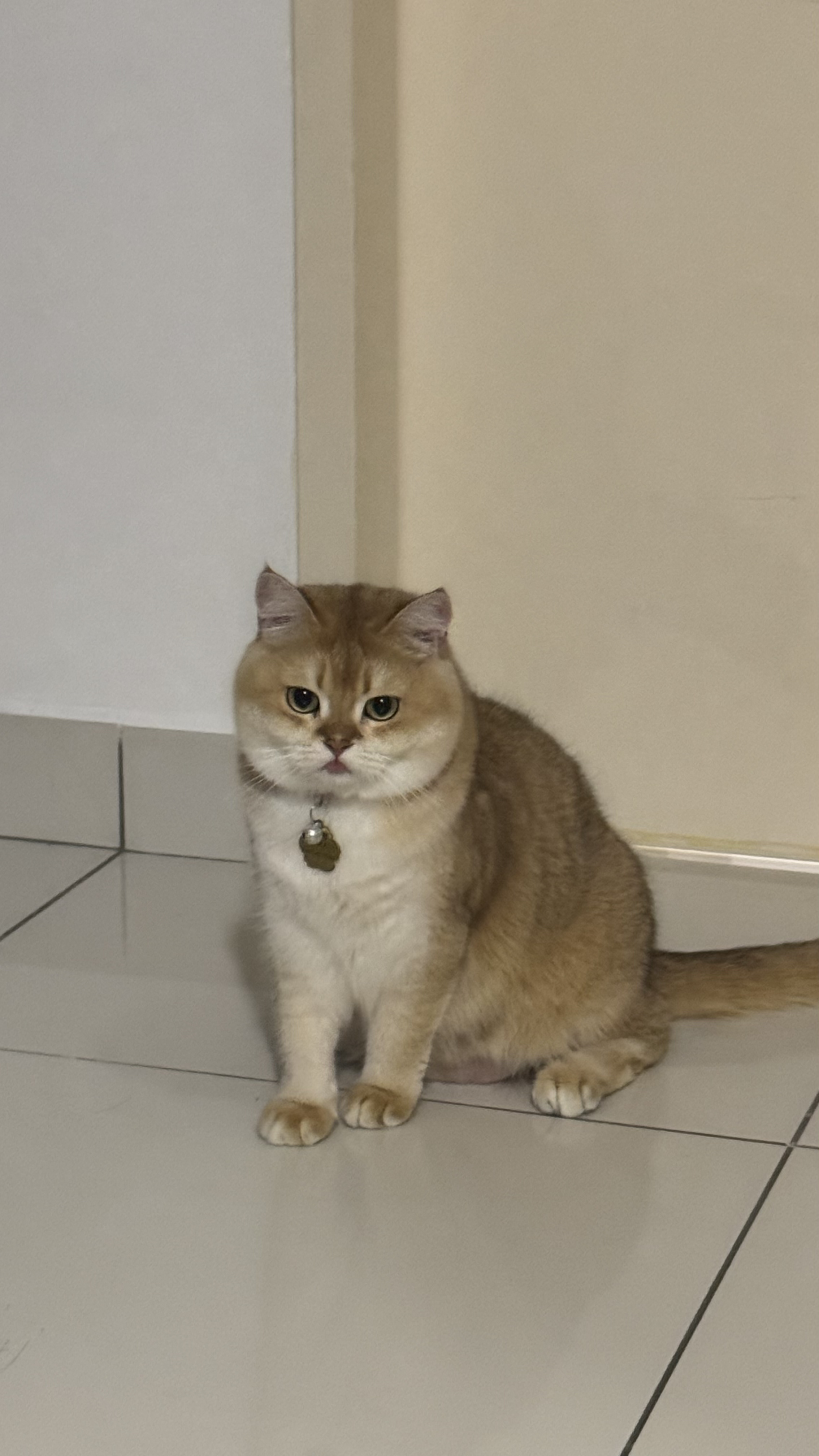 Kaya Kong (KK), a British Shorthair